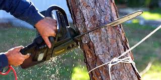 Reliable Pine Ridge, PA Tree Removal and Landscaping Services Solutions